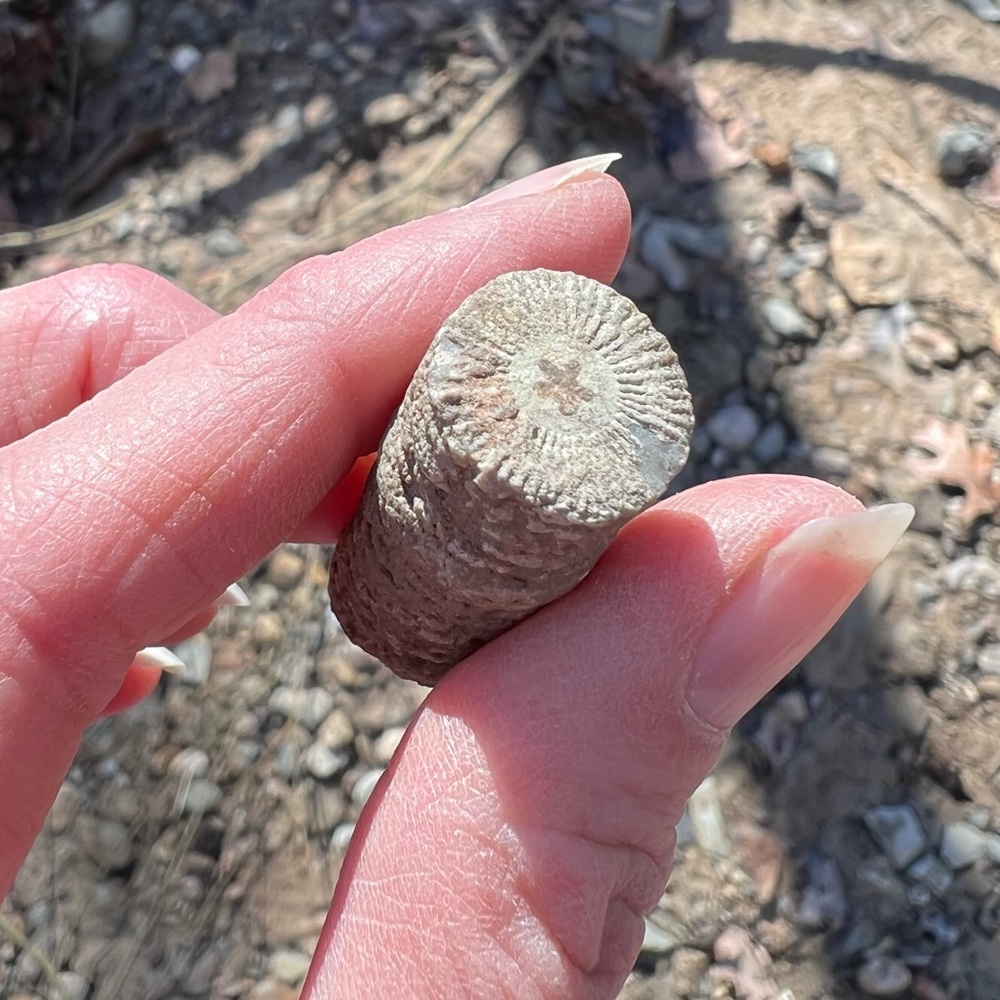 Found a FOSSIL in my yard! 325 million years old? Crinoid Stem Sea Lily Flower